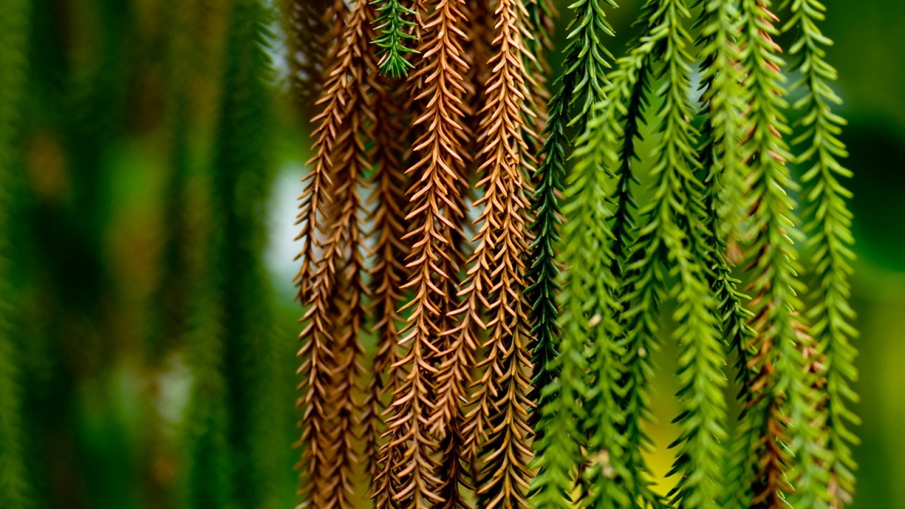 Сосновые тузы