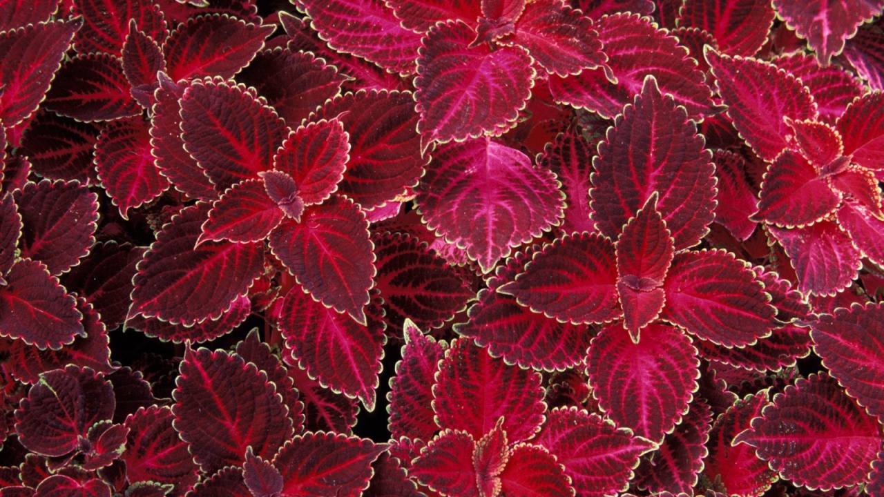 Красная крапива