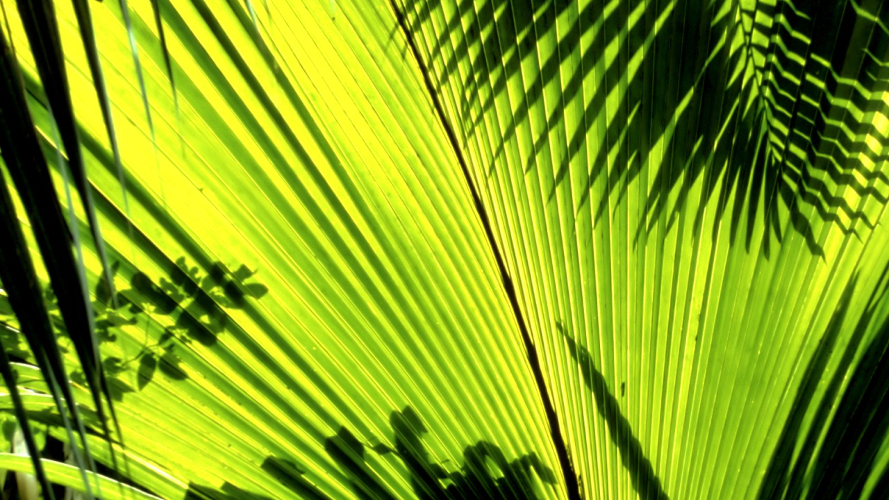 Тени листьев