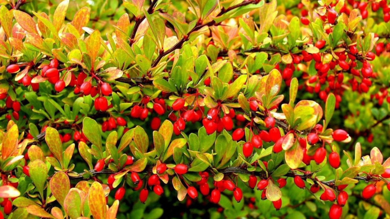 Дерево с красными фруктами