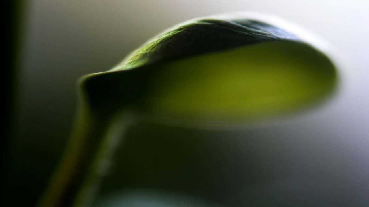 Лист зонтик