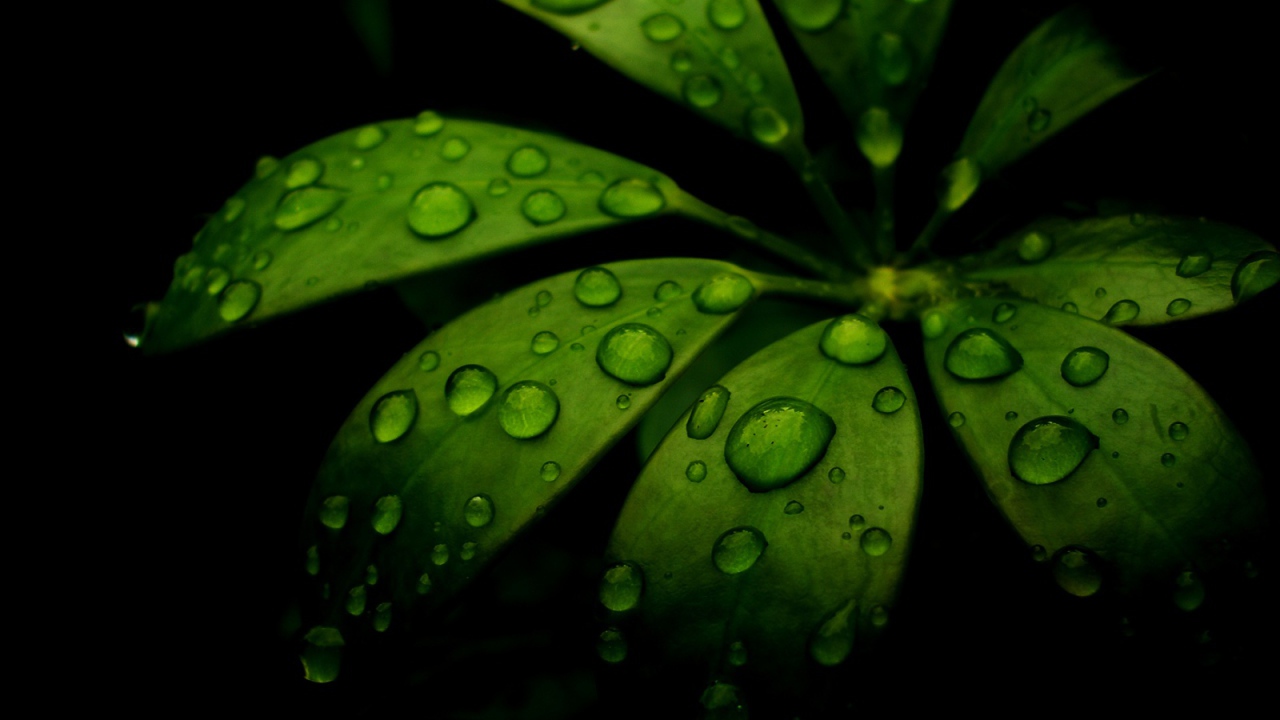 Вода на моих листьях