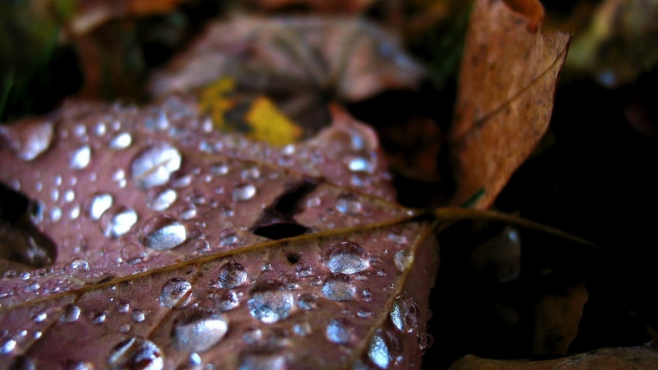 Капли воды на старом листике