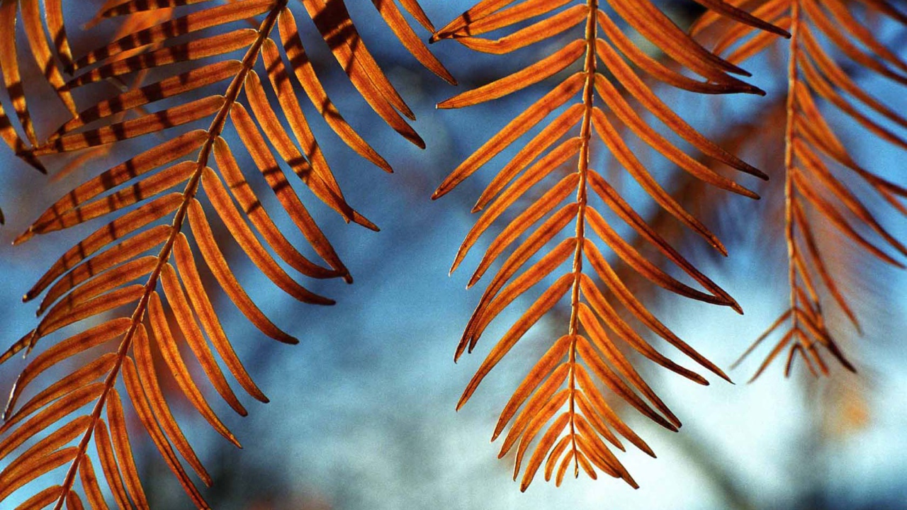 Осенние листья на ветру