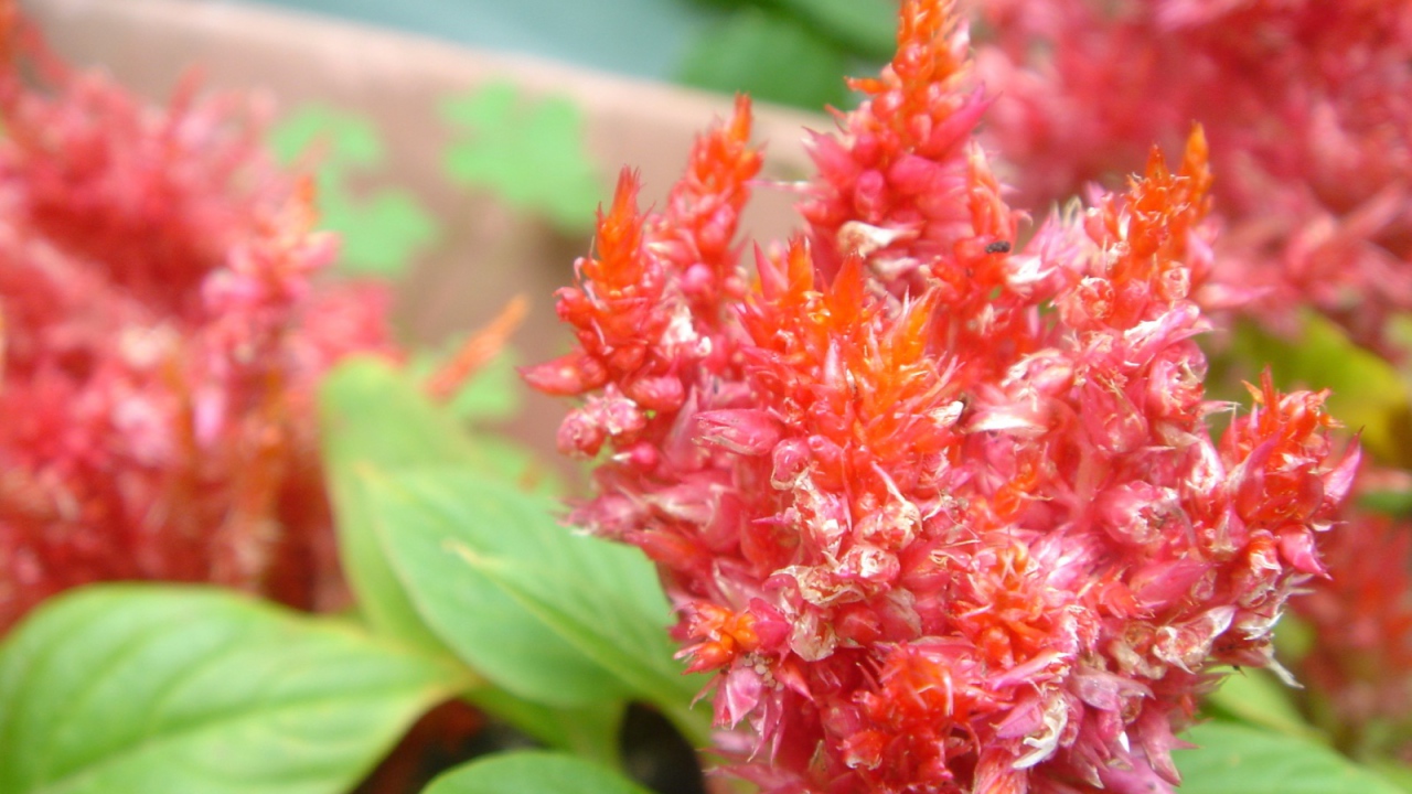 красный цветок