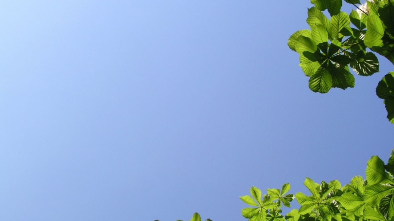 Летняя природа