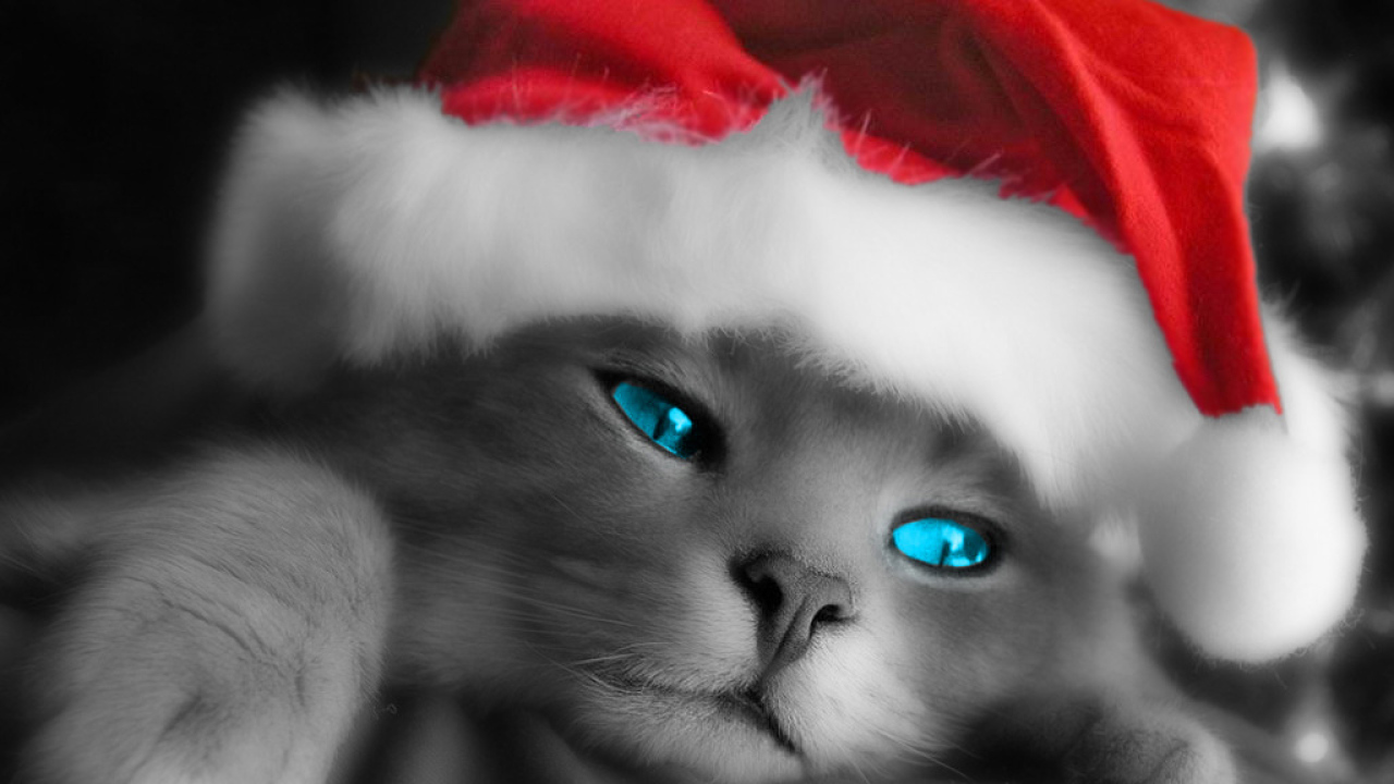 Дедушка мороз кот