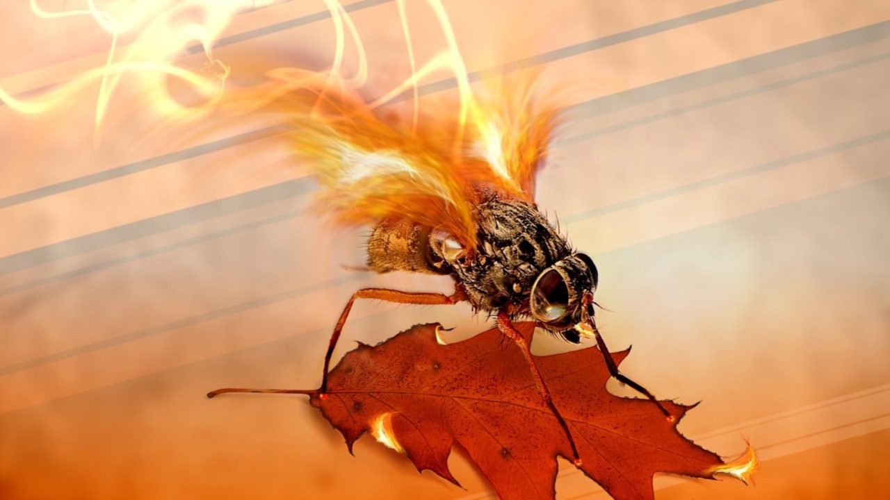 Огненная муха