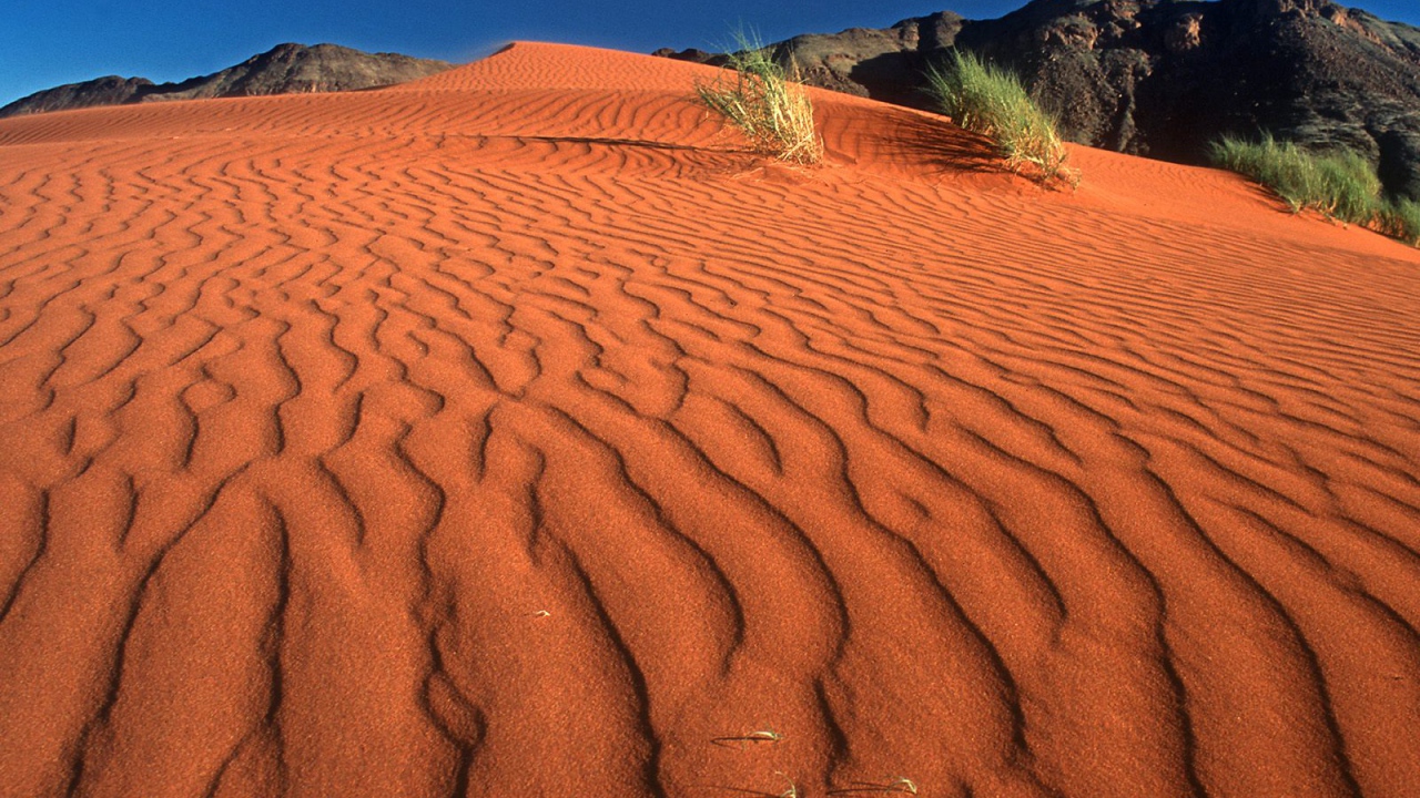 Crawling on the Dune / Namib Rand Nature Reserve / Namibia  / Africa