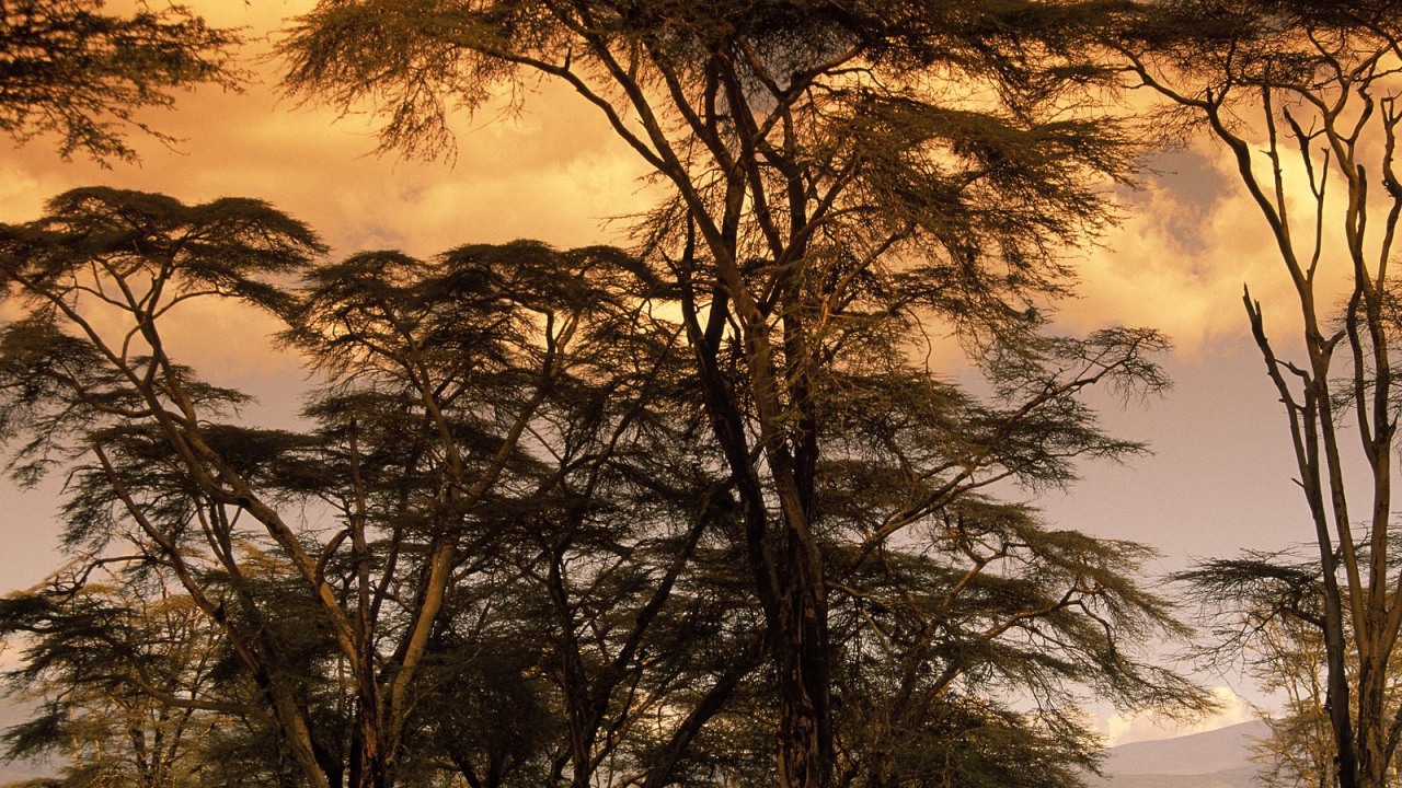 Деревья Лихорадки на Закате / Африка