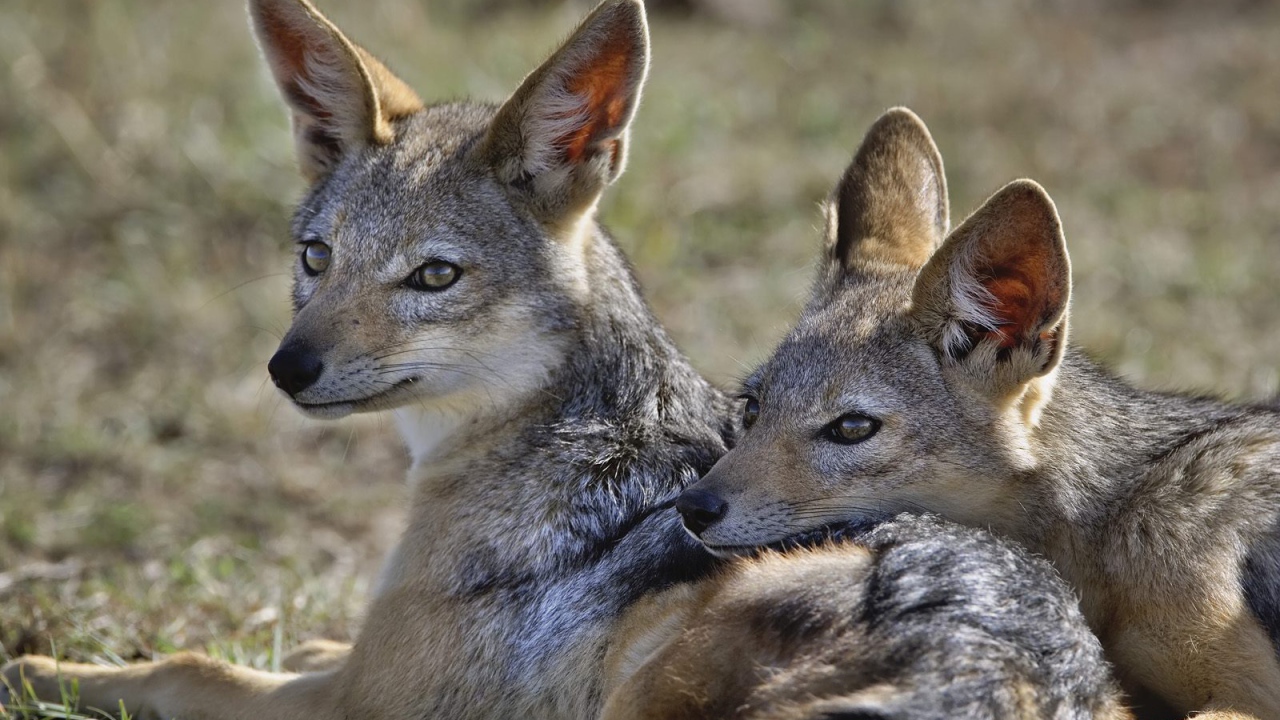 Шакалы / Кения / Африка