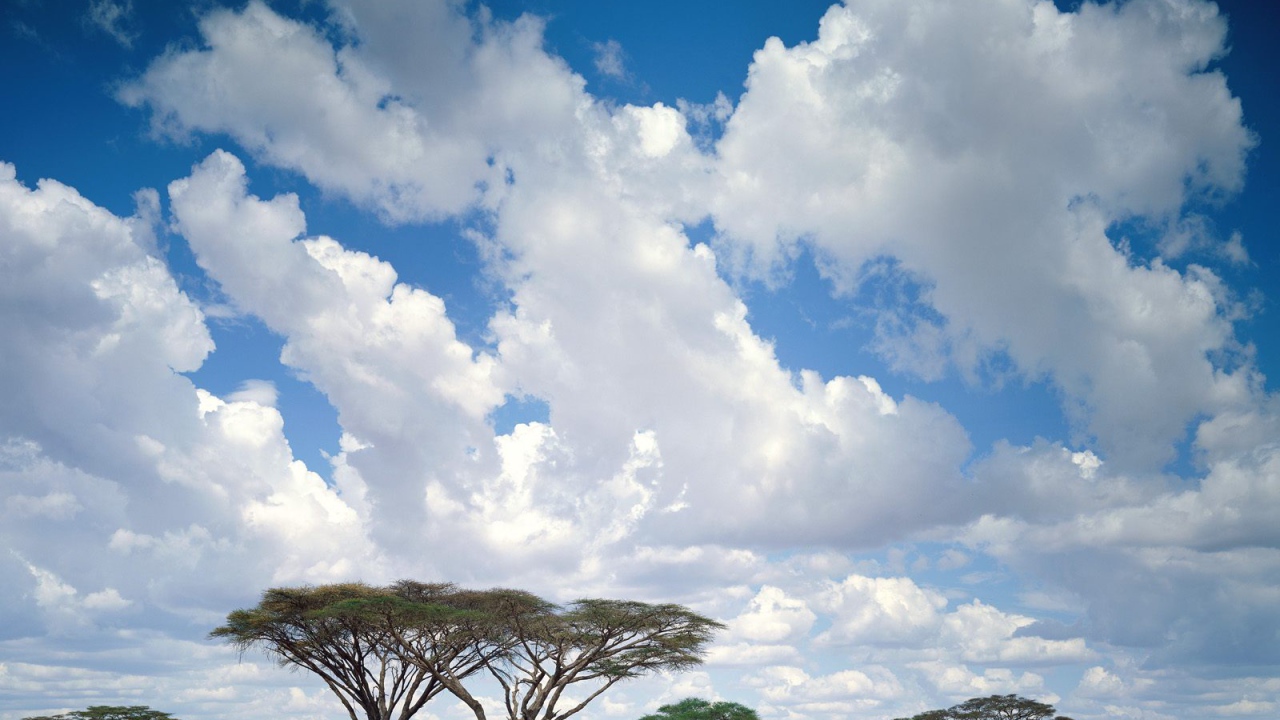 Masai Mara / Кения / Африка