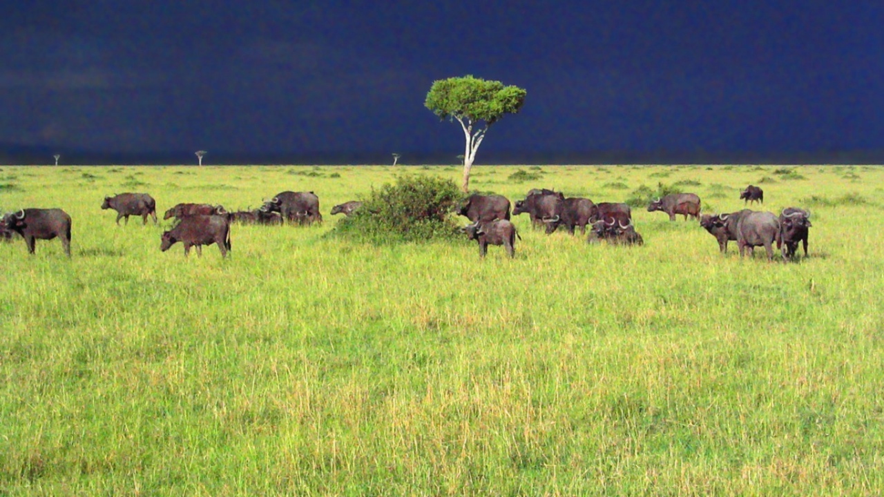 Саванна / Африка