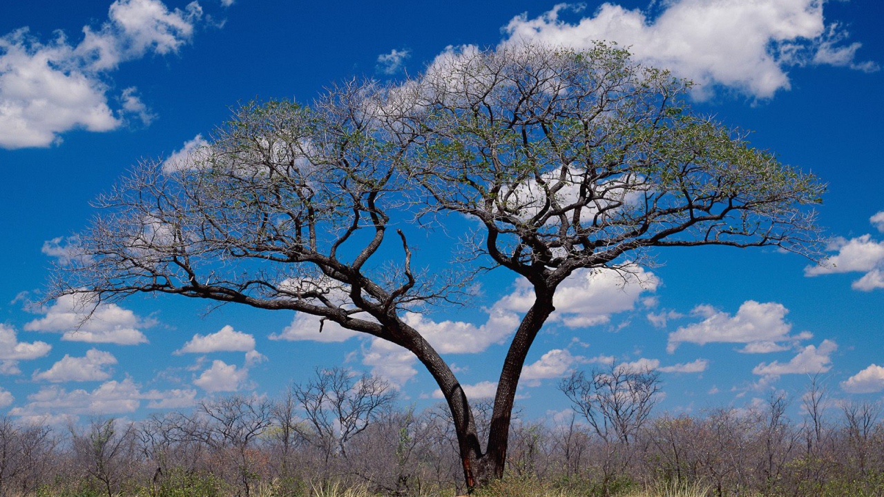 Шакаве / Ботсвана / Африка