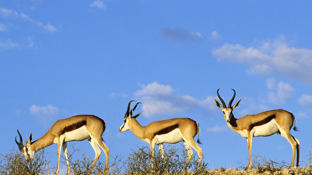 Шпрингбоки / Kgalagadi  Парк / Калахари / Африка
