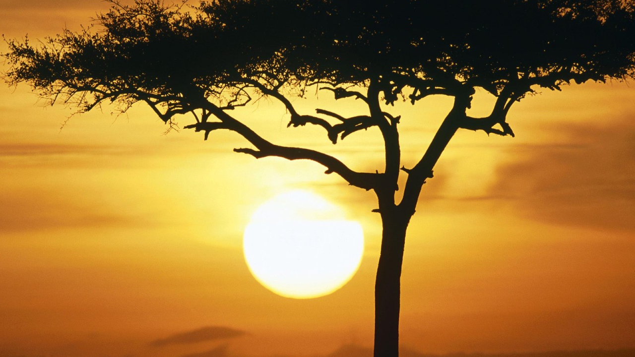 Синие Дикие животные в Восходе солнца / Масаи Мара / Кения / Африка