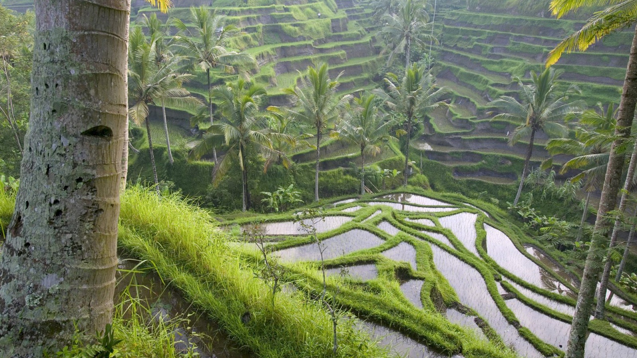 Terraced Rice Paddies / Ubud Area / Bali / Indonesia