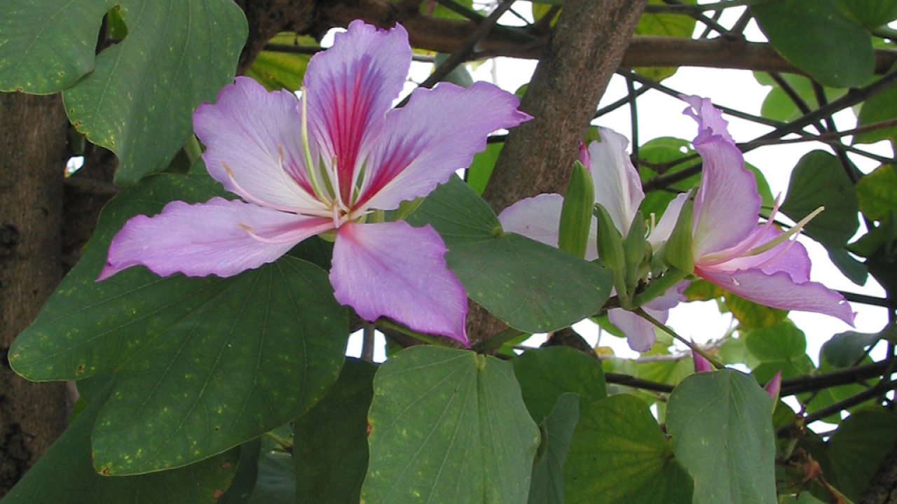 Бразильский цветок