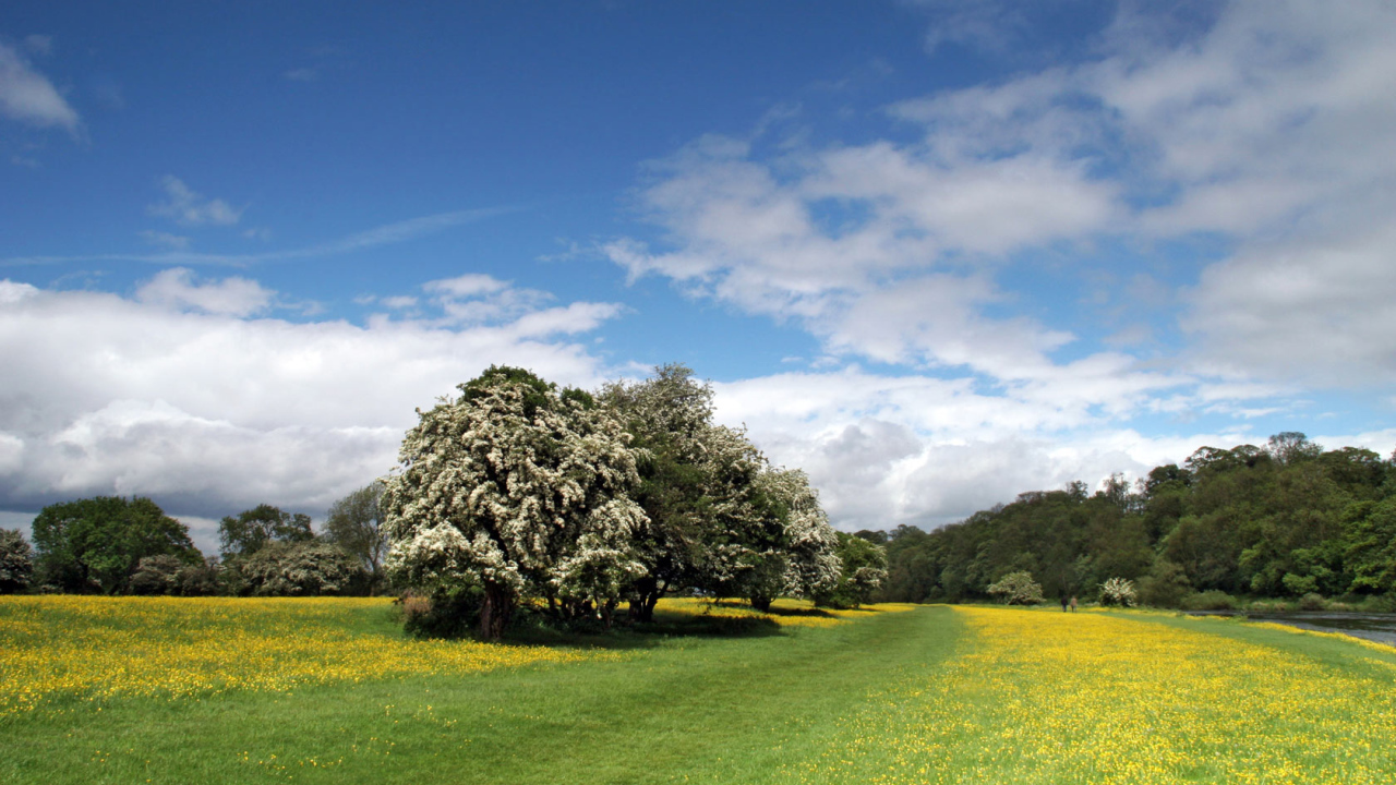 Прибрежная полоса Лютиков