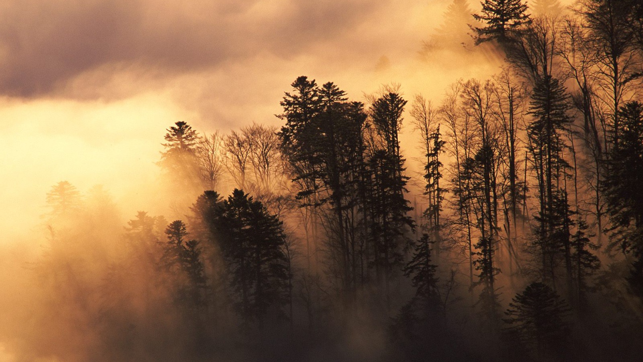 Лесистая местность в тумане