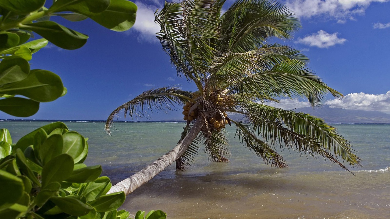 Кланящиеся пальмы