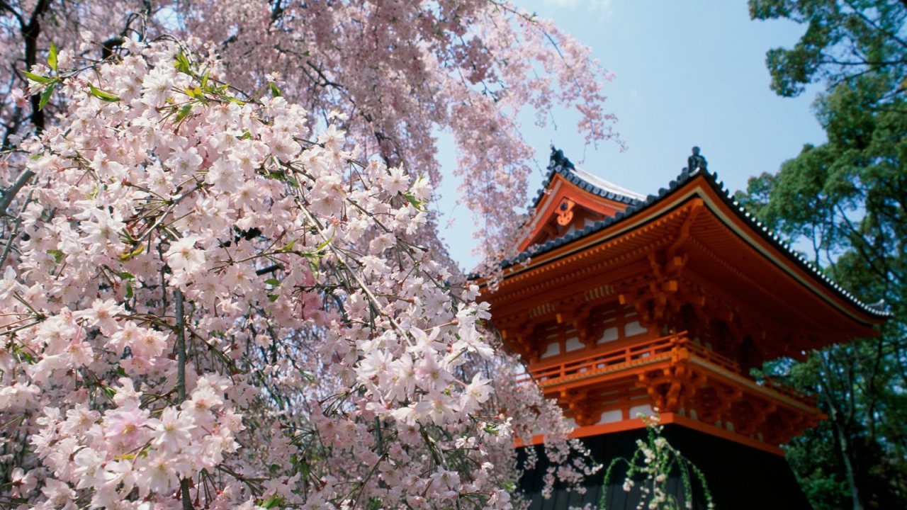 Вишневые расцветы, Храм Ninnaji, Киото, Япония