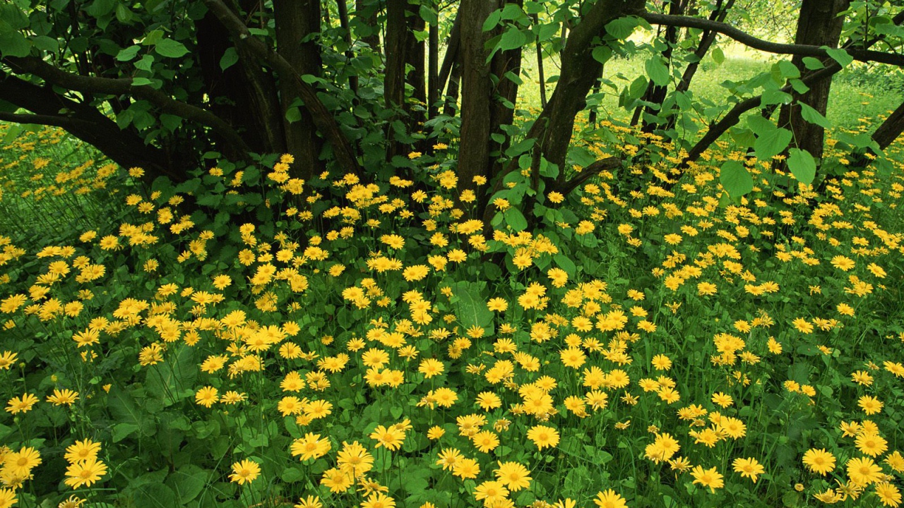 Leopardsbane цветы в Шотландии