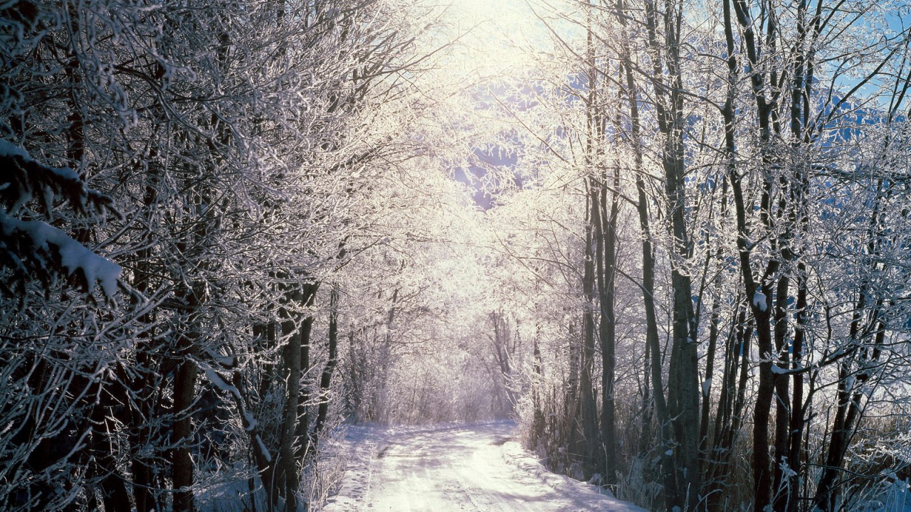 Снежный лес, Берн, Швейцария