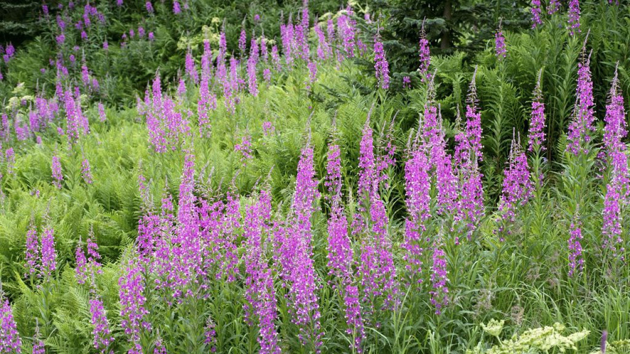 Поле Fireweed
