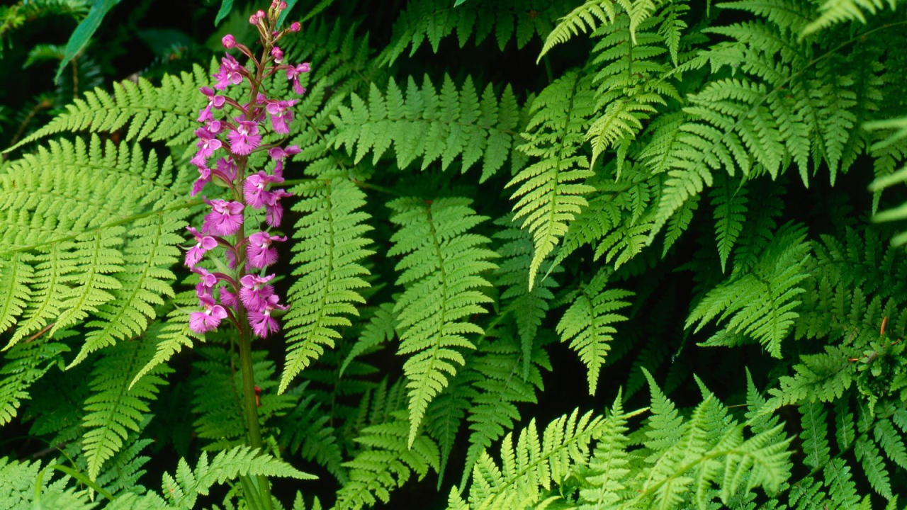 Орхидея Fringed, США