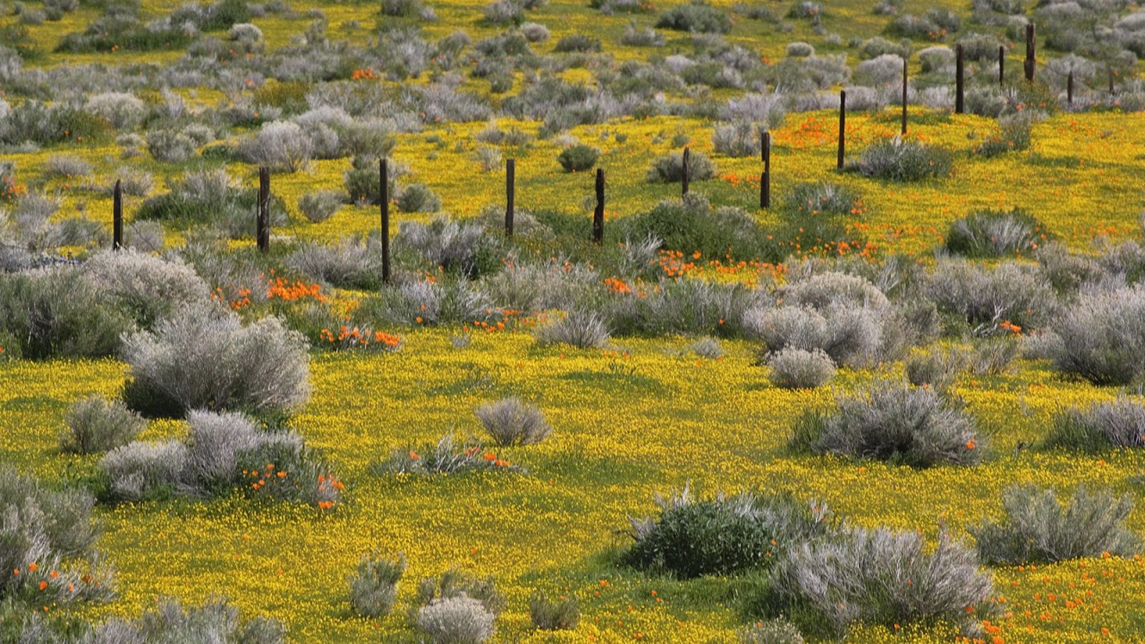 Золотые прииски, США