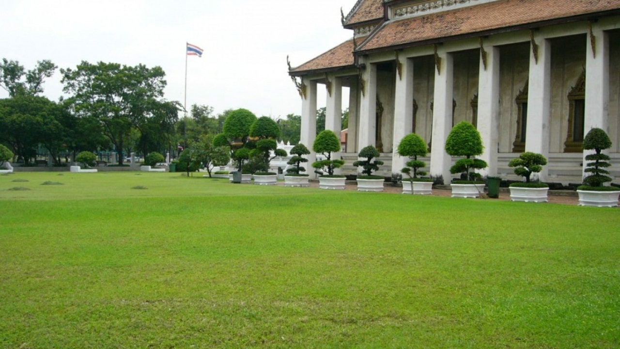 карликовое дерево в горшке