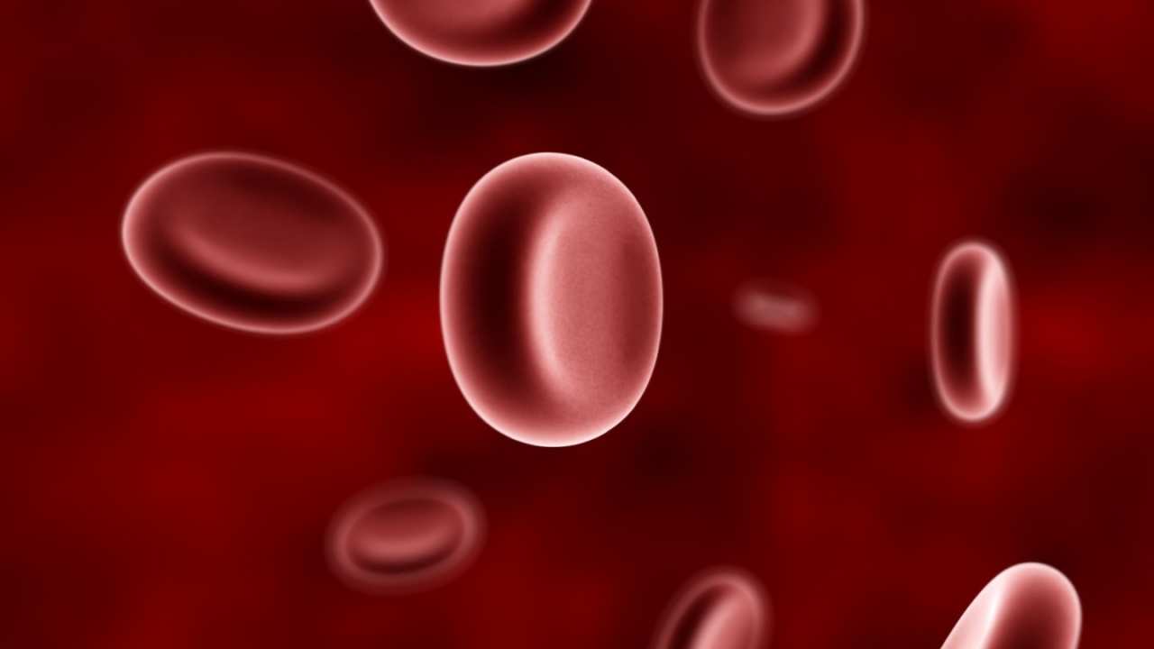 Эритроциты