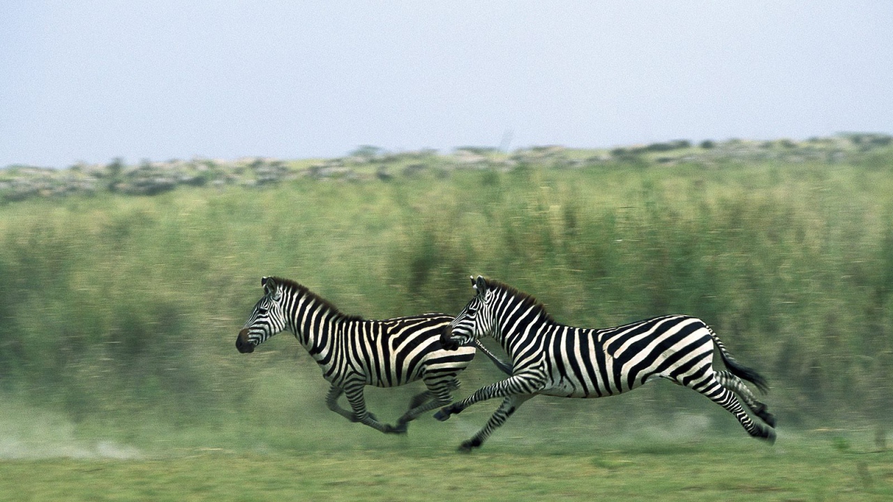 Полосатые зебры