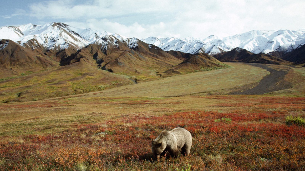Медведь в поле
