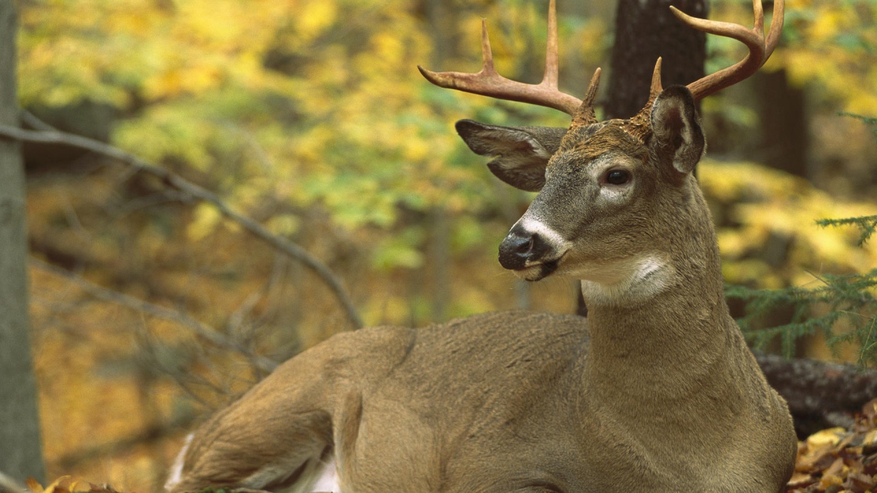 Сезон охоты