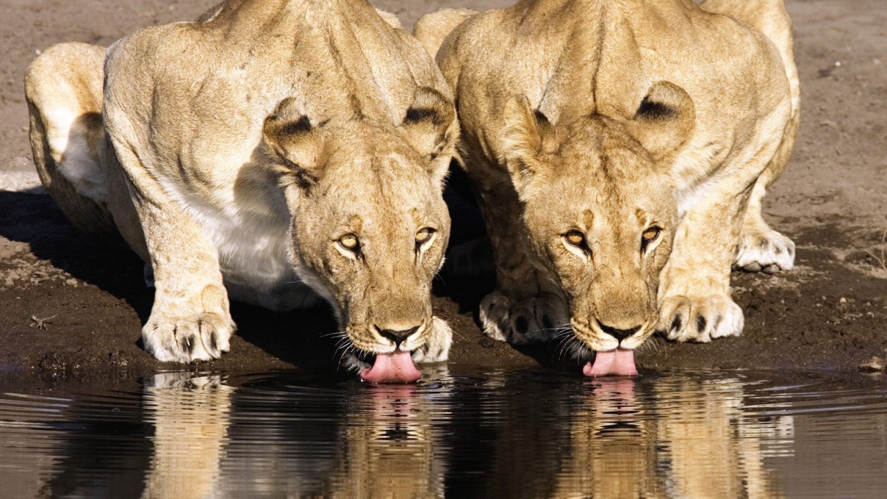 Львицы на водопое
