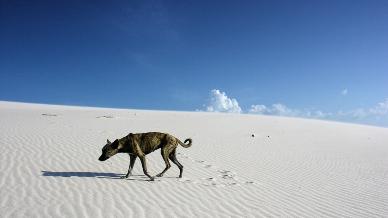 Одинокий путник