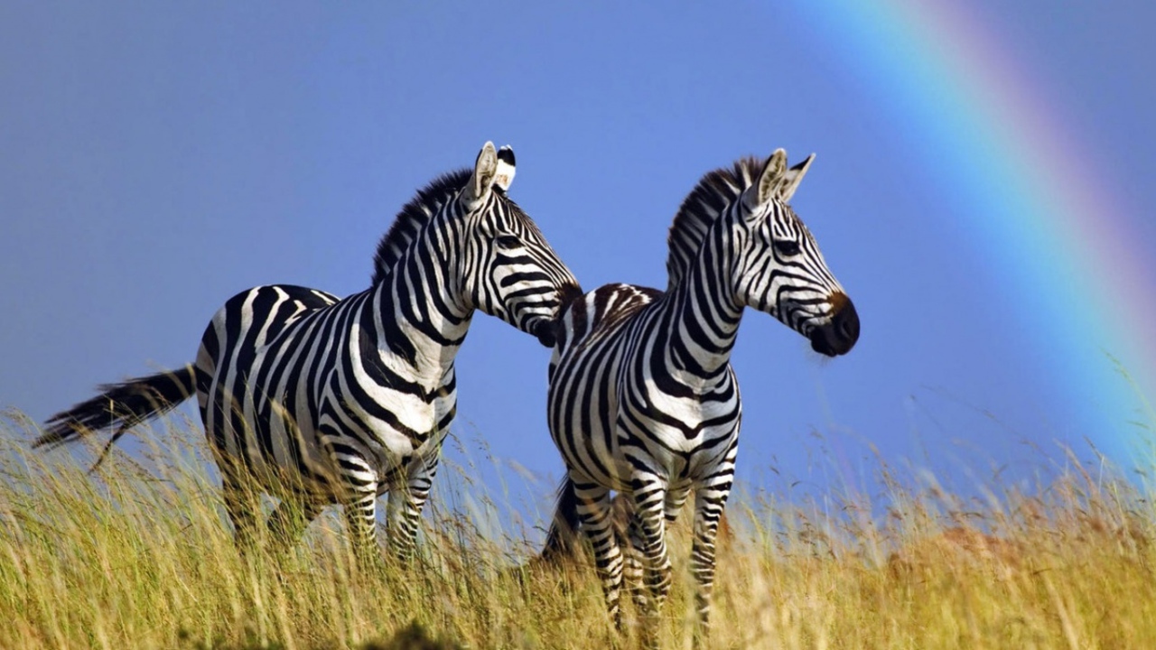 Полосатые зебры