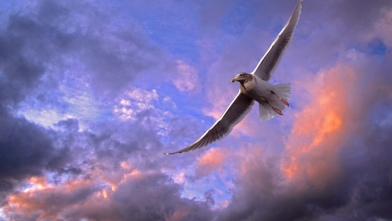 Птица в небе