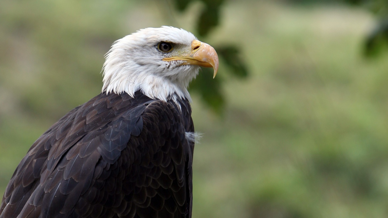 Орел птица гордая