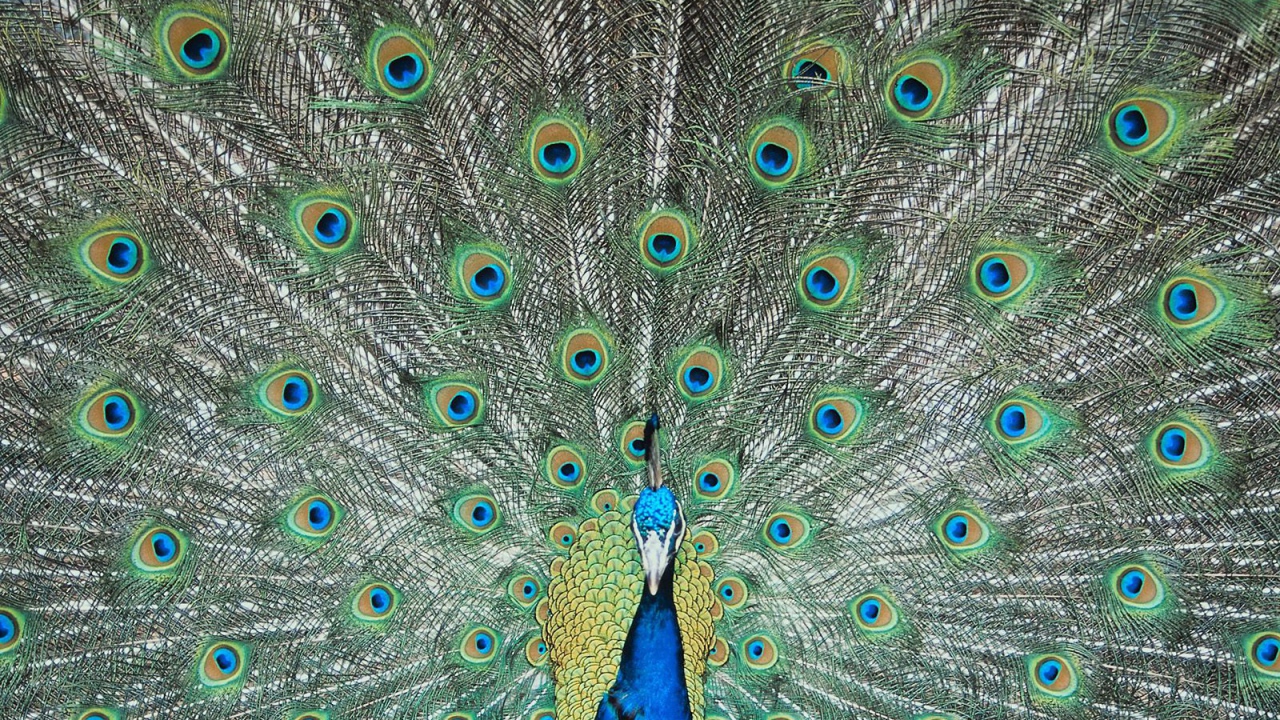 Перья павлина