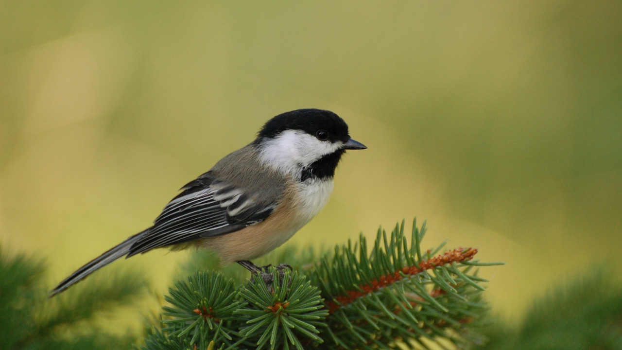 Маленькая птичка на ветке