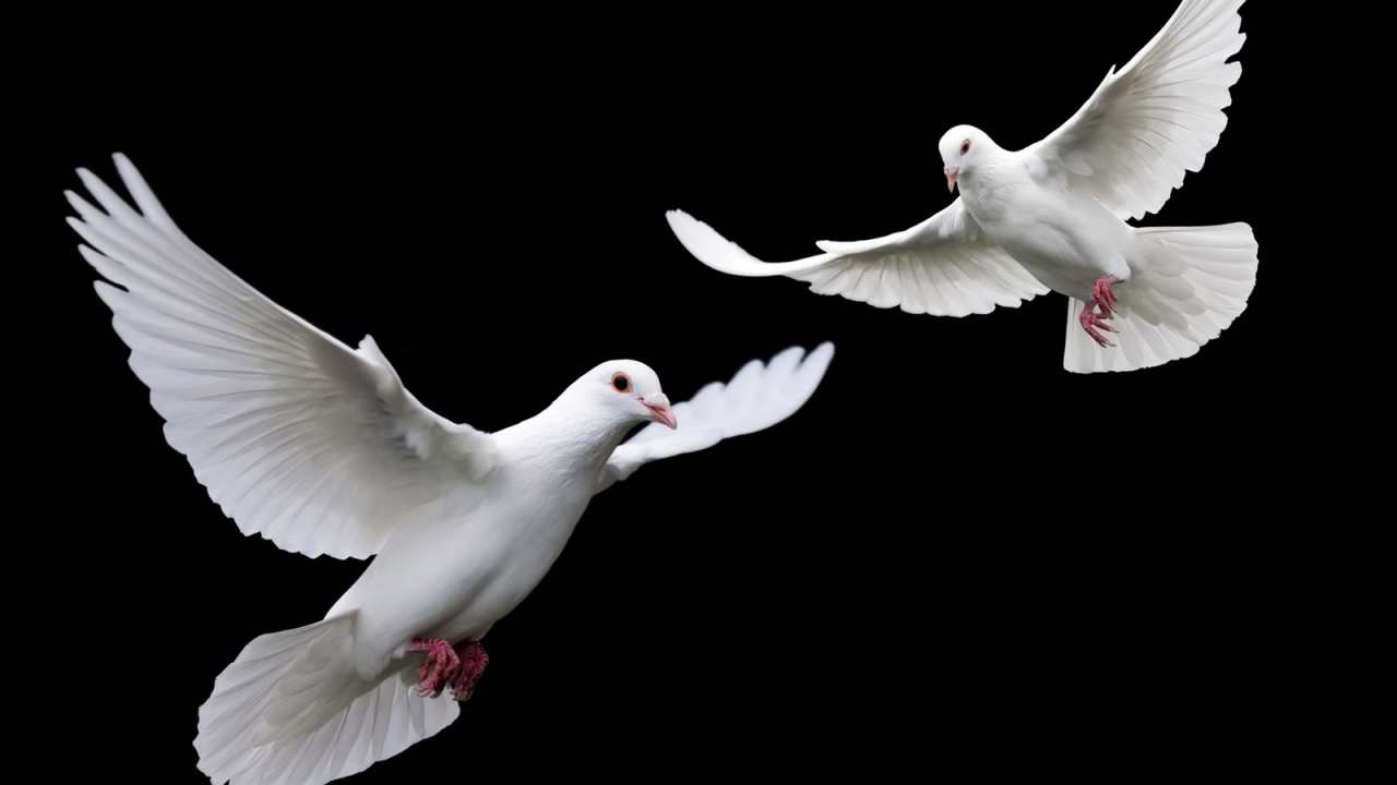 Белые голубки