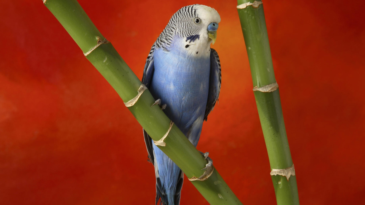 Красивый голубой попугай