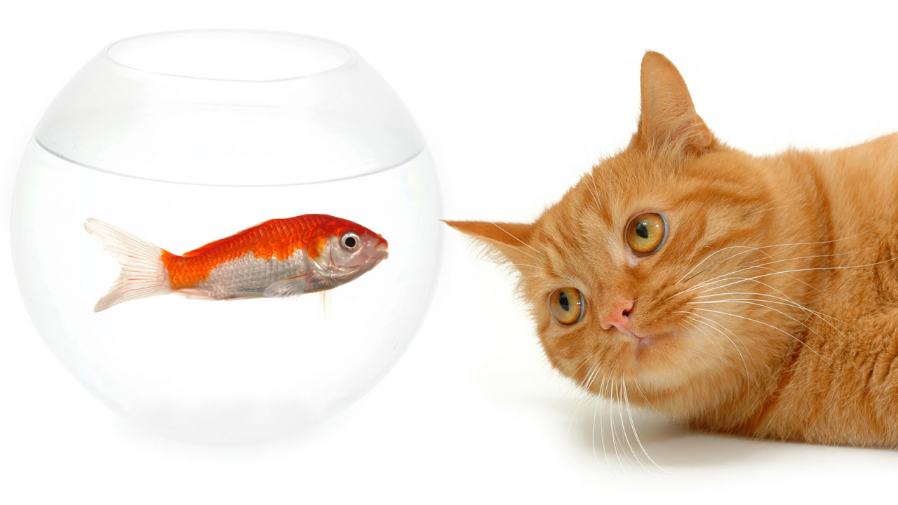 кот наблюдатель