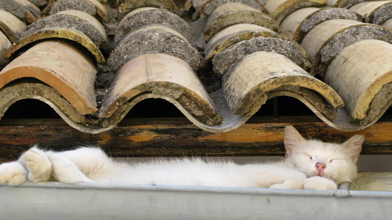 Кот на крыше