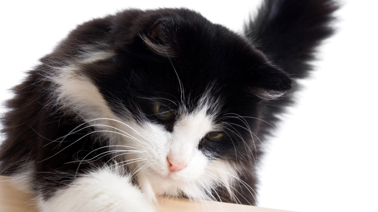 Пушистый кот