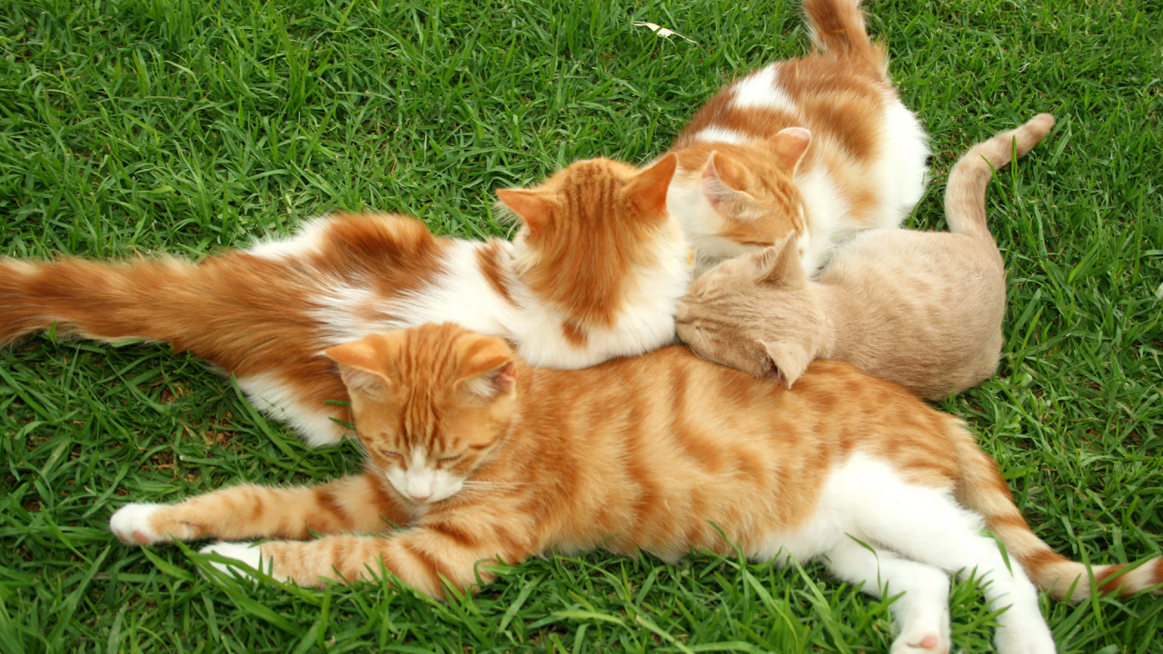 Полосатые коты на траве