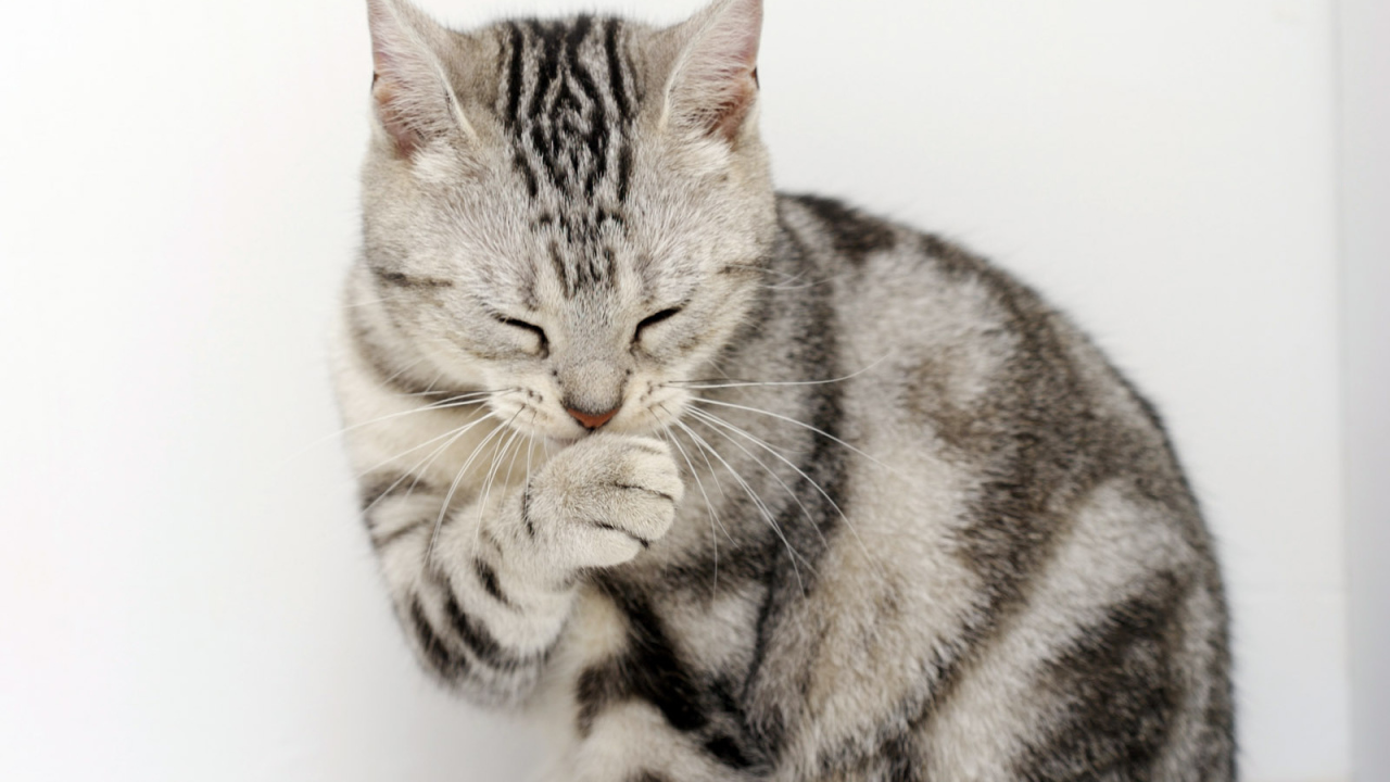 Кот сметанный рот